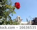 Rose next to Notre Dame 16636535