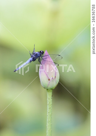 [忍者蜻蜓，雄鹿蓮花] 16636788