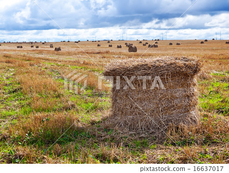Stacks in the field 16637017