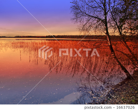 Evening, autumn. Cane in the blue lake 16637026