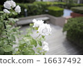 White Rose  16637492