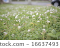 Clover original 16637493