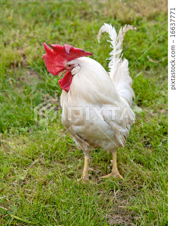 portrait of a cock 16637771