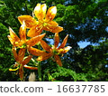 Lily 16637785