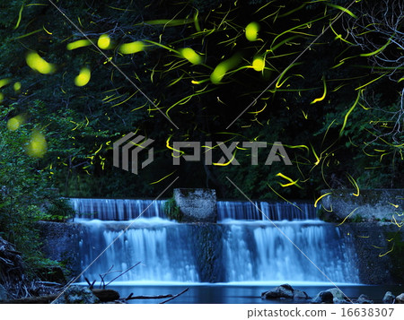 Firefly stream Firefly stream 16638307