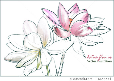 lotus flower 16638351