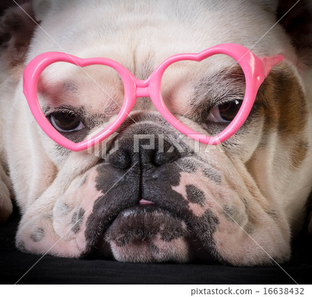 lovely dog 16638432