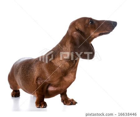 dachshund 16638446