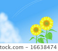 向日葵 16638474