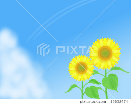 sunflower	 16638474