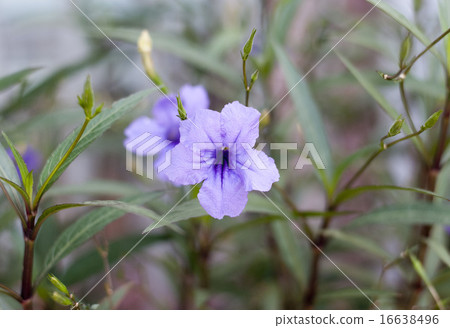 Purple waterkanon Purple waterkanon 16638496