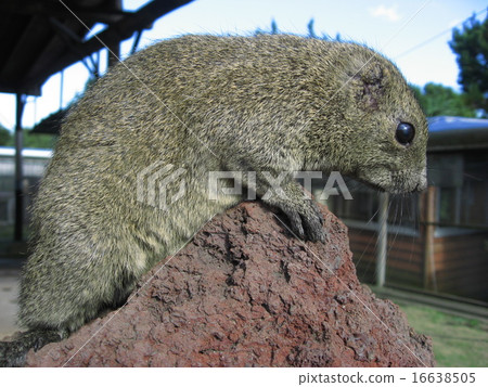 Taiwanese of Izu Oshima 16638505