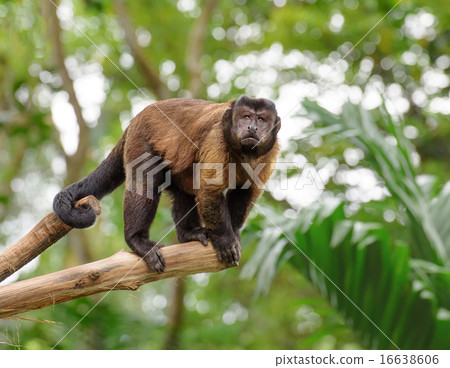 Brown capuchin monkey in a rainforest 16638606