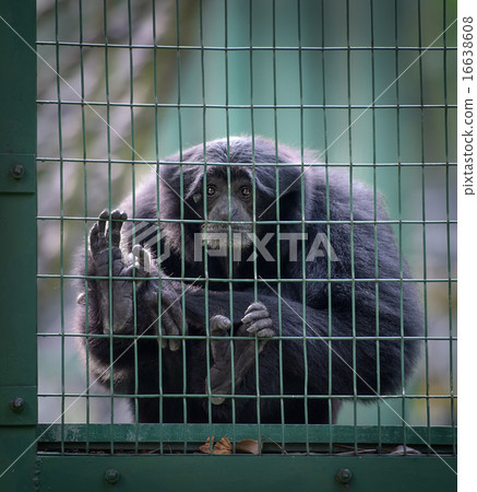 Siamang monkey in a cage Siamang monkey in a cage 16638608