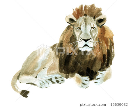 Watercolor illustration of a lion 16639082