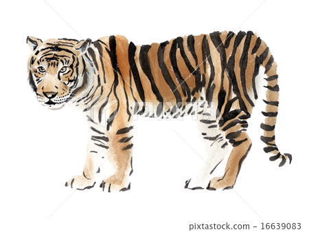 Watercolor illustration of a tiger 16639083
