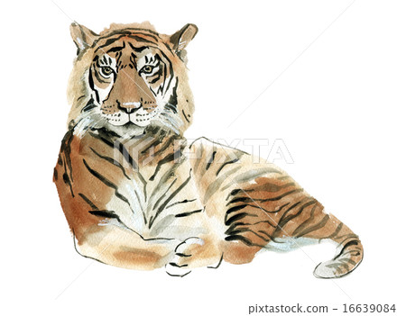 Watercolor illustration of a tiger Watercolor illustration of a tiger 16639084