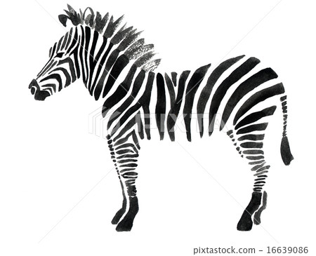 Watercolor illustration of a zebra Watercolor illustration of a zebra 16639086