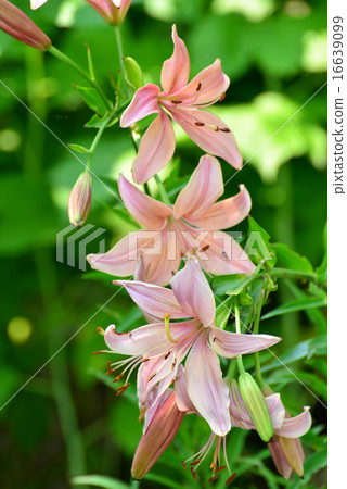 Beautiful pink lilies in the garden 16639099