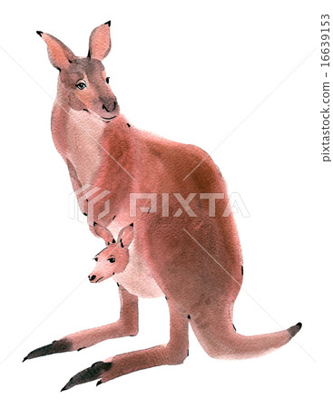 Watercolor illustration of a kangaroo 16639153