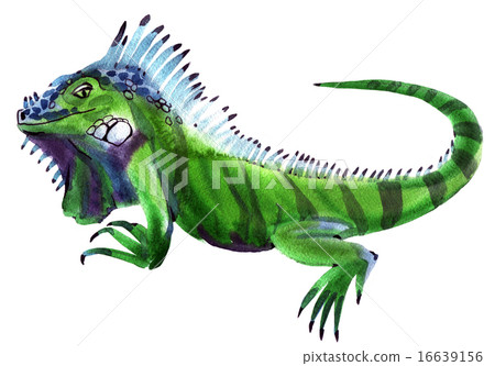 Handwork watercolor illustration of iguana in whit Handwork watercolor illustration of iguana in whit 16639156