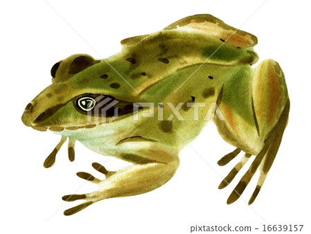 Handwork watercolor illustration of frog in white  16639157