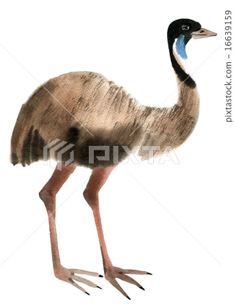 Watercolor illustration of a bird ostrich  16639159
