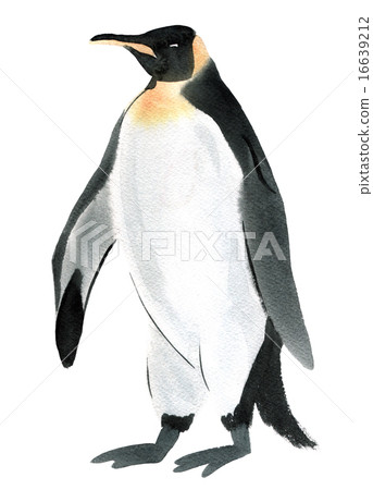Watercolor illustration of a bird penguin Watercolor illustration of a bird penguin 16639212