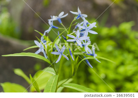 Sturgeon Sturgeon 16639501