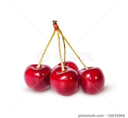 Four red ripe sweet cherries on one branch Four red ripe sweet cherries on one branch 16639966