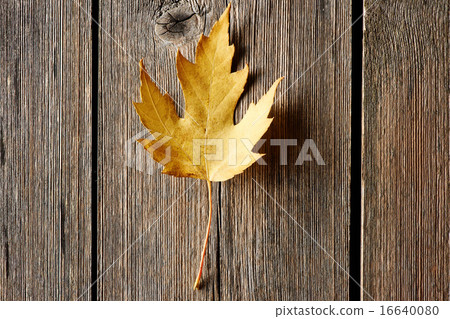 Autumn maple leaf over wooden background 16640080