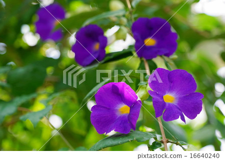 July Tropical plants Tsunbergia · Foxtinaeidae 10 Kodacyi Hazz Kazura 16640240