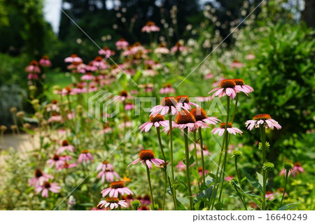 July Flower Ekinakua · Asteraceae 34 Keio Angers July Flower Ekinakua · Asteraceae 34 Keio Angers 16640249