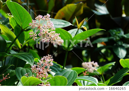 七月花珊瑚面/ noobotan系列01 16640265