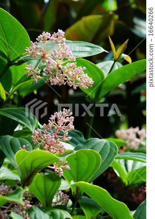 July Flowers coral noodles / noobotan family 02 16640266
