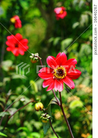 七月花大麗花和菊科139 16640267