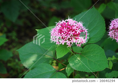 June flower button rabbit · bear branch family 13 16640294