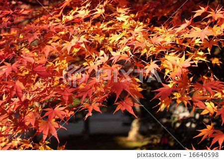 A beautiful maple of autumn leaves 16640598