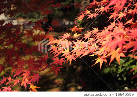 Autumn leaves of beautiful maple Autumn leaves of beautiful maple 16640599