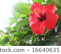 Hibiscus 16640635