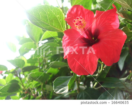 Hibiscus 16640635