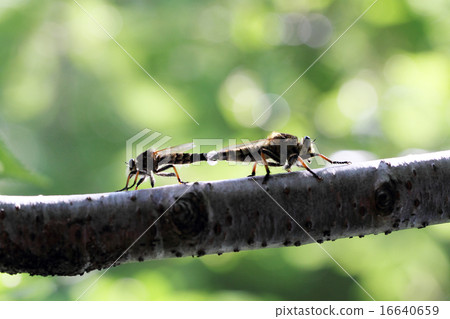 Mating of Shioyabe 16640659