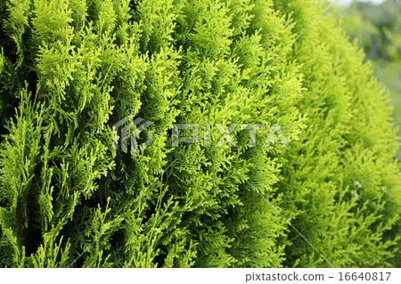 Conifer 16640817