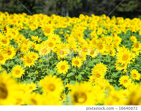 Sun Flower  16640872