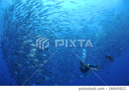 Huge group of fish and diver 16640922