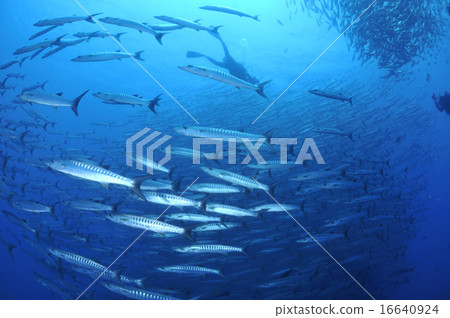 Horde of Barracuda 16640924