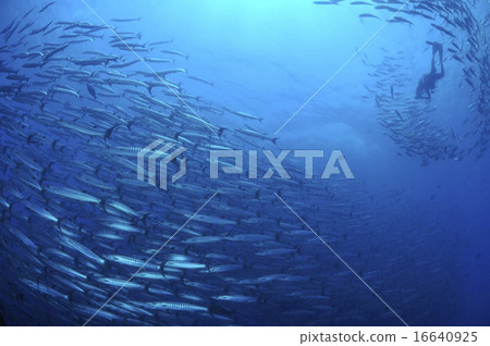Huge group of fish and diver 16640925