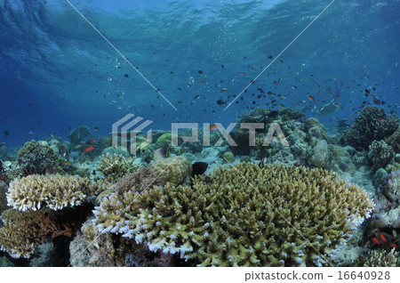 Coral Reef 16640928
