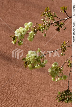 Nishina Zao Sakura Nishina Zao Sakura 16640980