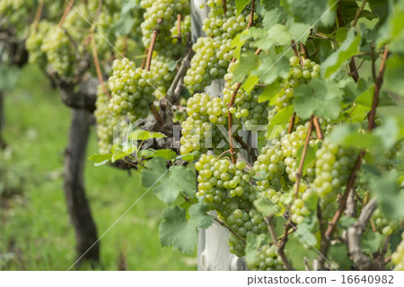  Vineyard 16640982